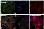 PLP1 Antibody in Immunocytochemistry (ICC/IF)