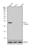 PLP1 Antibody in Western Blot (WB)