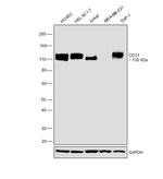 CD31 Antibody