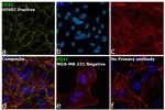 CD31 Antibody in Immunocytochemistry (ICC/IF)