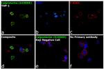 Calprotectin Antibody in Immunocytochemistry (ICC/IF)