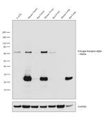 Estrogen Receptor alpha Antibody