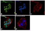 Estrogen Receptor alpha Antibody in Immunocytochemistry (ICC/IF)