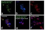 HLA-ABC Antibody in Immunocytochemistry (ICC/IF)