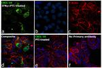 CXCL10 Antibody