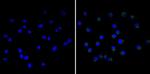 CD18 Antibody in Immunocytochemistry (ICC/IF)