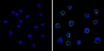 CD18 Antibody in Immunocytochemistry (ICC/IF)