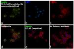 Nestin Antibody