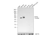 CD79a Antibody