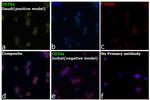 CD79a Antibody in Immunocytochemistry (ICC/IF)