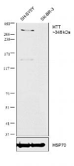 Huntingtin Antibody in Western Blot (WB)