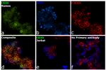 CD20 Antibody in Immunocytochemistry (ICC/IF)