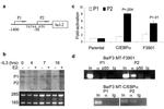 C/EBP alpha Antibody in ChIP Assay (ChIP)