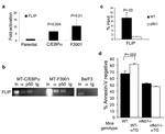 C/EBP alpha Antibody in ChIP Assay (ChIP)