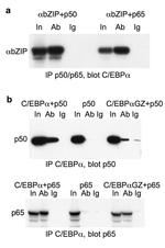 C/EBP alpha Antibody in Western Blot, Immunoprecipitation (WB, IP)