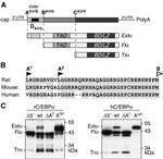 C/EBP alpha Antibody in Western Blot (WB)