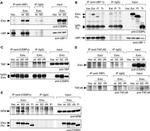 C/EBP alpha Antibody in Western Blot (WB)