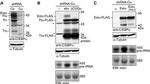 C/EBP alpha Antibody in Western Blot (WB)