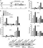 C/EBP alpha Antibody in Immunoprecipitation, ChIP Assay (IP, ChIP)