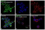 CD68 Antibody in Immunocytochemistry (ICC/IF)