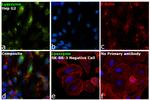 Lysozyme Antibody in Immunocytochemistry (ICC/IF)