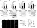 Hepatitis C Virus NS5 Antibody in Immunocytochemistry (ICC/IF)