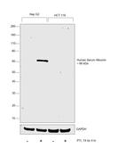 Human Serum Albumin Antibody in Western Blot (WB)