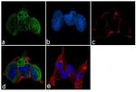 PLA2G5 Antibody in Immunocytochemistry (ICC/IF)