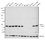 PGP9.5 Antibody