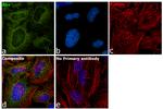 Alix Antibody in Immunocytochemistry (ICC/IF)