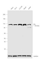 Alix Antibody in Western Blot (WB)