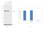 Alix Antibody in Western Blot (WB)