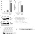 SRC1 Antibody in Western Blot, Immunoprecipitation (WB, IP)