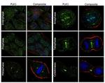 PLK1 Antibody