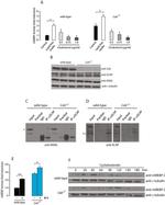 gamma Tubulin Antibody in Western Blot (WB)