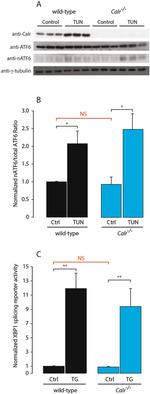 gamma Tubulin Antibody in Western Blot (WB)