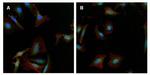 gamma Tubulin Antibody in Immunocytochemistry (ICC/IF)