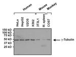 gamma Tubulin Antibody in Western Blot (WB)