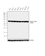 gamma Tubulin Antibody in Western Blot (WB)