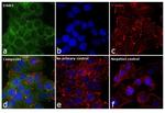 ErbB3 Antibody in Immunocytochemistry (ICC/IF)