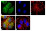 ErbB3 Antibody in Immunocytochemistry (ICC/IF)