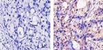 ErbB4 Antibody in Immunohistochemistry (Paraffin) (IHC (P))