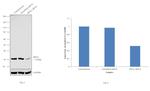 RPA2 Antibody