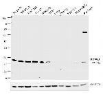 PGP9.5 Antibody