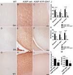 alpha Synuclein Antibody in Western Blot, Immunohistochemistry (WB, IHC)