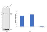 Transferrin Receptor Antibody