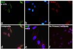 NG2 Antibody in Immunocytochemistry (ICC/IF)