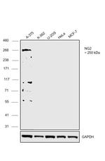 NG2 Antibody in Western Blot (WB)