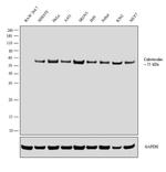 Calreticulin Antibody in Western Blot (WB)