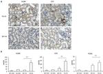 F4/80 Antibody in Immunohistochemistry (IHC)